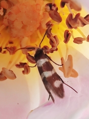 Micropterix aureatella