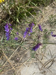 Vicia cracca