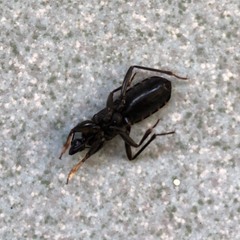 Ectomocoris biguttulus