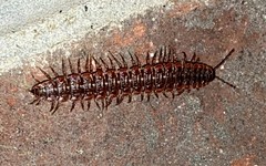Pseudopolydesmus erasus