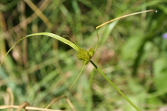 Carex bohemica
