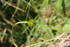 Carex bohemica