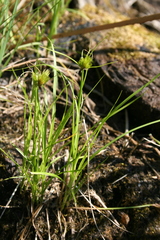 Carex bohemica