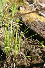 Carex bohemica