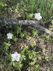 Anemonoides sylvestris