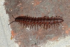 Pseudopolydesmus erasus