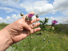 Centaurea scabiosa adpressa