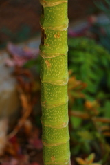 Kalanchoe prolifera