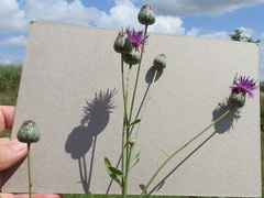 Centaurea scabiosa adpressa