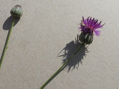 Centaurea scabiosa adpressa