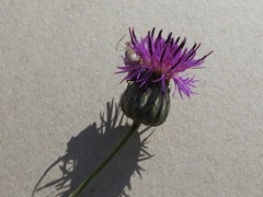 Centaurea scabiosa adpressa