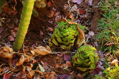 Kalanchoe prolifera