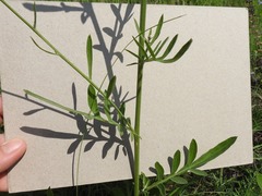 Centaurea scabiosa adpressa