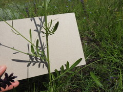 Centaurea scabiosa adpressa