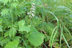 Parasenecio kamtschaticus