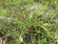 Centaurea scabiosa adpressa