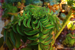 Kalanchoe prolifera