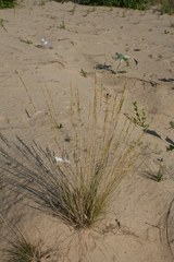 Festuca beckeri