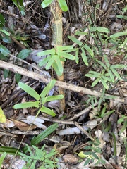 Lygodium reticulatum