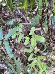 Lygodium reticulatum