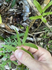 Lygodium reticulatum