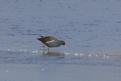 Gallinula chloropus