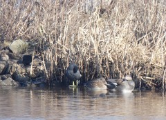 Gallinula chloropus