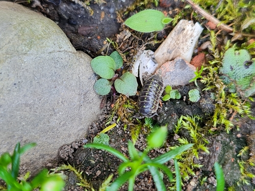 Armadillidium versicolor