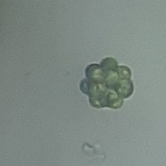 Coelastrum