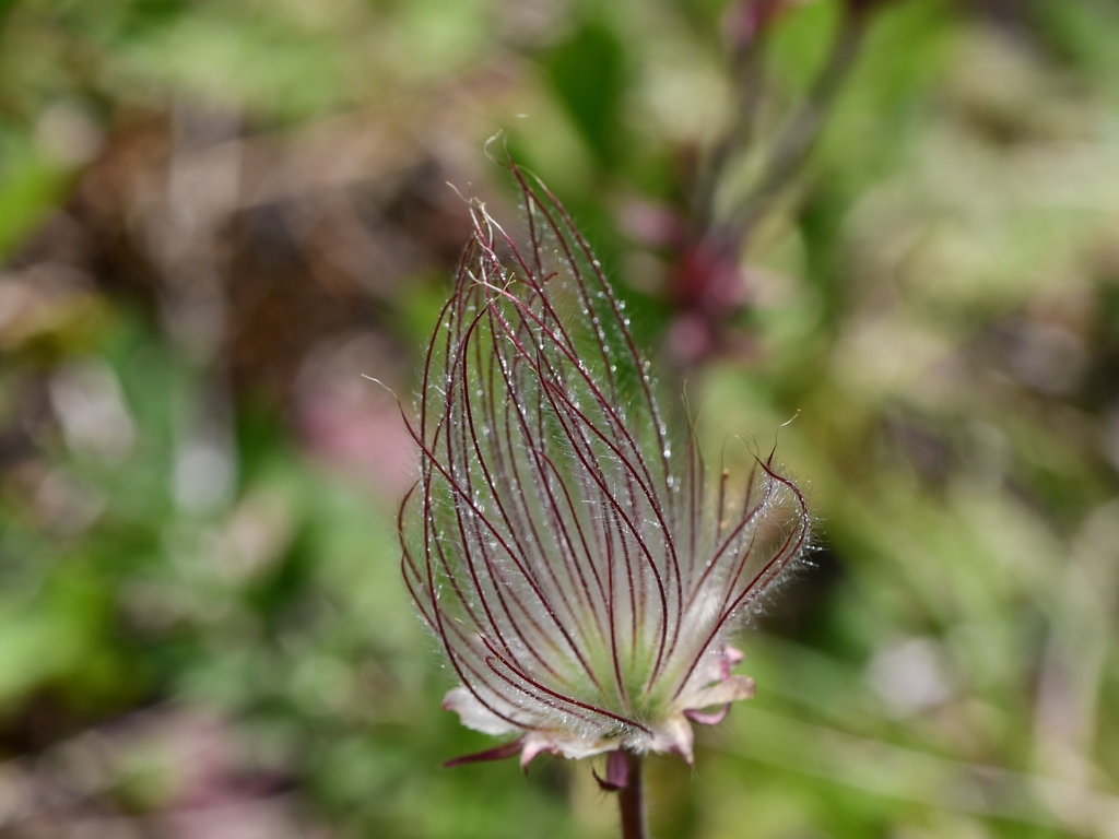 prairie-smoke-from-jefferson-county-ny-usa-on-may-18-2021-at-02-12