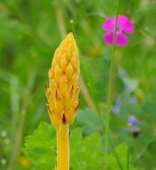 Orobanche alsatica