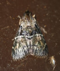Orthaga atribasalis