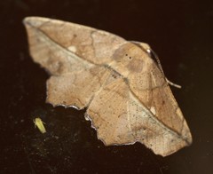 Polyacme dissimilis