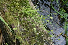Carex bohemica