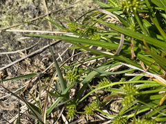 Carex pilulifera
