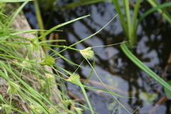 Carex bohemica