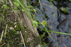 Carex bohemica