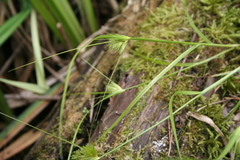 Carex bohemica