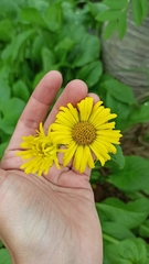 Doronicum macrophyllum