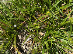 Carex pilulifera