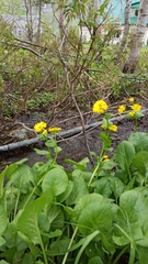 Doronicum macrophyllum