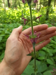 Stachys sylvatica
