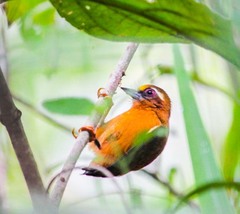 White-Browed Piculet photo 3