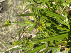 Carex pilulifera