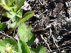Erynnis lucilius