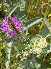 Vanessa cardui
