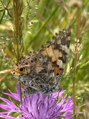 Vanessa cardui