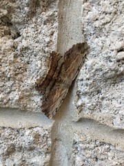 Lytrosis
