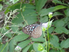 Ideopsis
