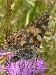 Vanessa cardui